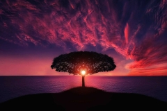 tree-736885_1280